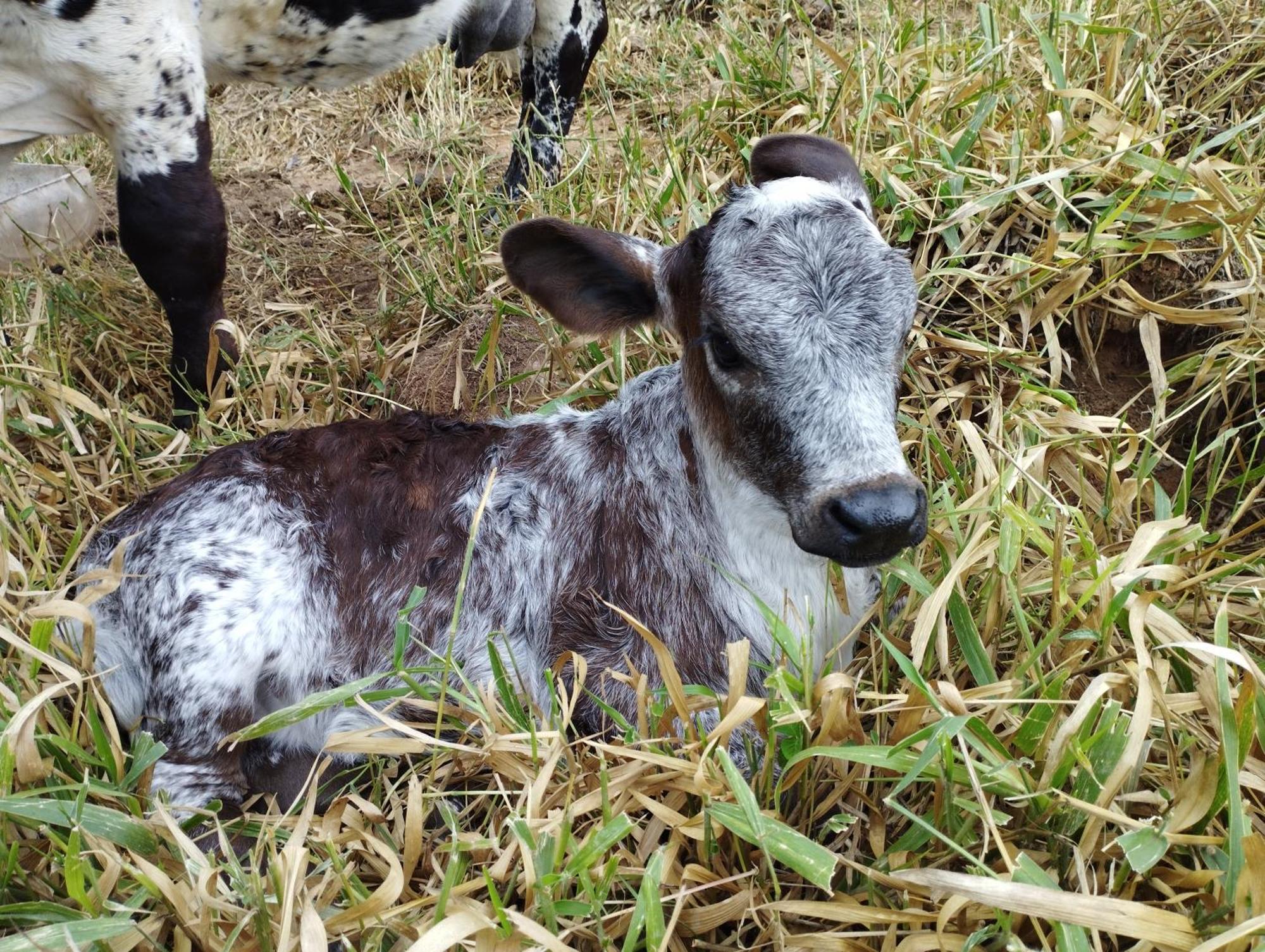 הוילה Joanópolis Rancho Maria Pimenta מראה חיצוני תמונה